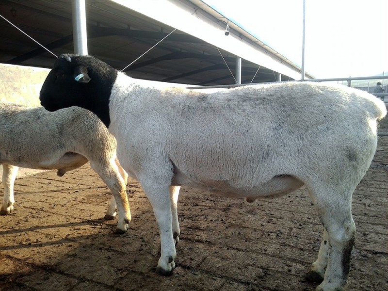 供应柯坪农业农村局沙雅县畜牧养殖项目尉犁县塔里木乡育肥羊养殖项目 供应柯坪农业农村局沙雅县畜牧养殖项目尉犁县塔里木乡育肥羊养殖项目