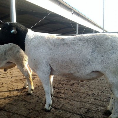 供应柯坪农业农村局沙雅县畜牧养殖项目尉犁县塔里木乡育肥羊养殖项目