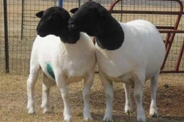 新疆特克斯县农业农村局乌苏市塔布勒合特蒙古民族乡木克村生产母羊项目 新疆特克斯县农业农村局乌苏市塔布勒合特蒙古民族乡木克村生产母羊项目