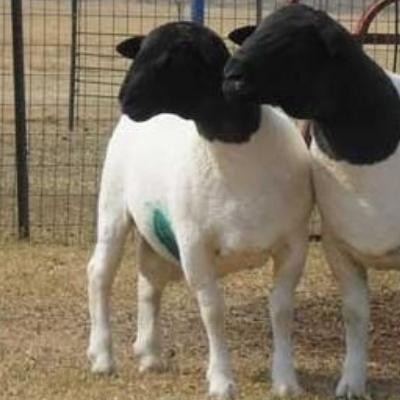 新疆特克斯县农业农村局乌苏市塔布勒合特蒙古民族乡木克村生产母羊项目